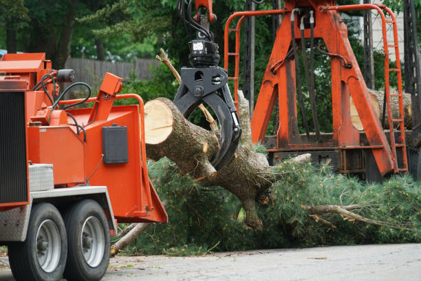 Reliable Browns Lake, WI Tree Service Solutions